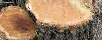 Незаконна рубка дерев у Саратській громаді: екологи та поліція зафіксували порушення у лісосмузі